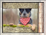 Chustka, Pies, Australian Cattle Dog, Deski