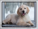 Golden retriever, Słodki, Szczeniak, Okno