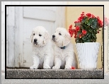 Golden retriever, Pieski, Szczeniaki, Pelargonia