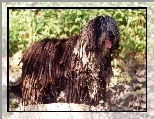 język, Bergamasco