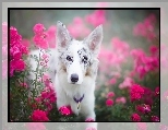 Kwiaty, Border collie, Portret, Róże