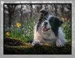 Omszony, Pies, Border collie, Konar