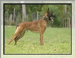 Owczarek belgijski Malinois, jzyk