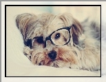 Pies, Okulary, Yorkshire Terrier