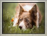 Pomarańczowy, Border collie, Trawa, Motylek