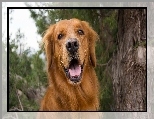 Golden Retriever, Język