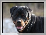 Rottweiler, Jzyk