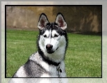 Siberian Husky