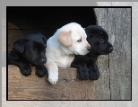 Trzy, Szczeniaki, Labrador Retriever