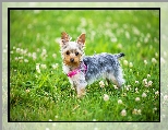 Yorkshire terrier, Łąka, Koniczyna