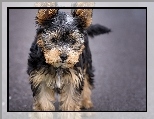 Pies, Yorkshire Terrier